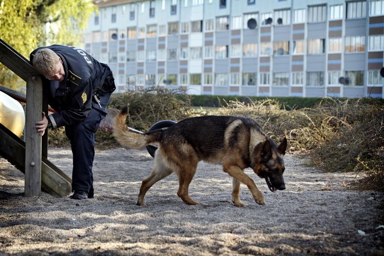 snus. Politikredsene må selv finde ud af, hvordan de klarer sig med færre politihunde, lyder beskeden fra Rigspolitiet. 