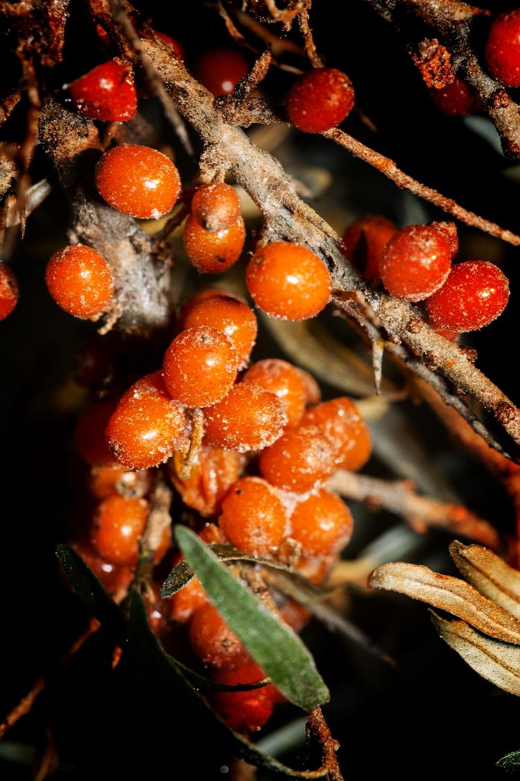 Lokalt. Det vokser i Danmark og er fyldt med gode sager - men havtorn er meget svært at høste. 