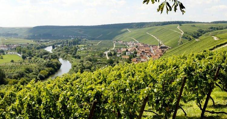 TOP. Vinrankerne på bjergskråningerne i Franken-området producerer i en række rigtigt gode vine. 