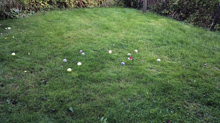 boldsamling. Hvem lægger tennisbolde på græsplænen? 