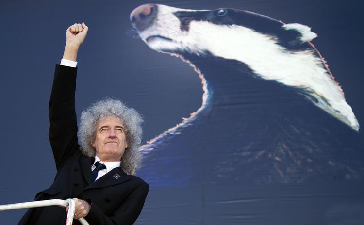 Aktivister. Guitarist i Queen Brian May er en af de mange, der vil have myndighederne til at indstille planerne om at skyde en stor del af grævlingebestanden i Storbritannien. 