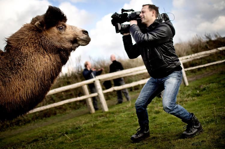 Nærkontakt. TV 2 Øst-fotograf  Anders Albjerg i tæt kontakt med en af Zoopark Sydsjællands kameler. Ifølge magasinvært Mads Gudiksen er programmernes force at de fortæller nære historier. 