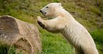 UNGE. Du finder isbjørnen Siku i Skandinavisk Dyrepark på Djursland. 