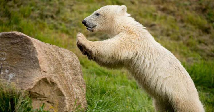 UNGE. Du finder isbjørnen Siku i Skandinavisk Dyrepark på Djursland. 