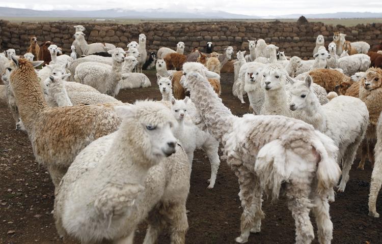 Samarbejde. Freddie Mercury og Michael Jackson var i gang med et musikalsk samarbejde i begyndelsen af 1980'erne. Men Queen-forsangeren endte med at sige fra på grund af Michael Jacksons lama. Se billede af Jacksons lama nederst i artiklen. 