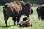 rejs_bison_web