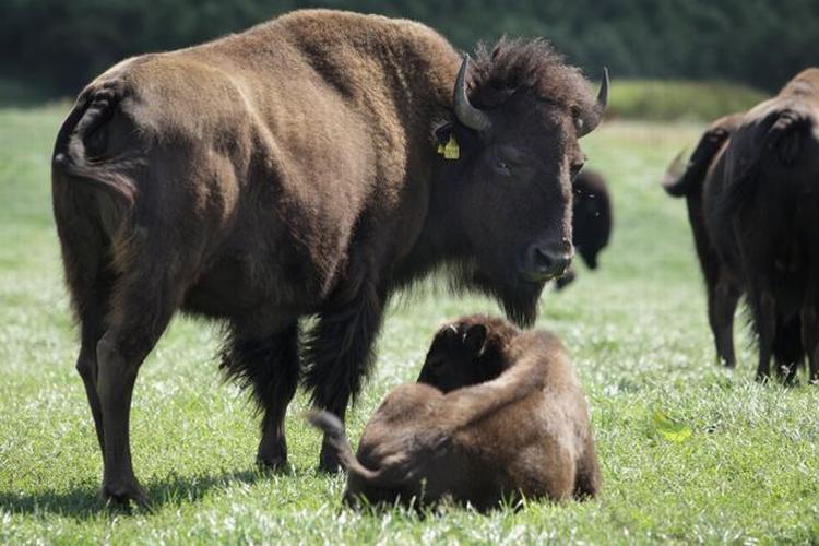 rejs_bison_web