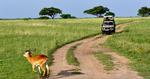 DYRELIV. Lonely Planet kårede i år Uganda som verdens bedste rejsemål, blandt andet på grund af det voksende dyreliv i Murchison Falls, Ugandas største nationalpark. 