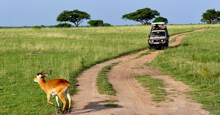 DYRELIV. Lonely Planet kårede i år Uganda som verdens bedste rejsemål, blandt andet på grund af det voksende dyreliv i Murchison Falls, Ugandas største nationalpark. 