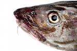 destrueret. Fødevarekontrollen fandt 200 kilo fisk i et kølerum og i en større kummefryser i lokalerne. 