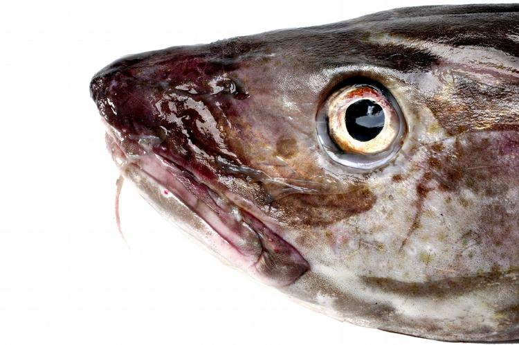 destrueret. Fødevarekontrollen fandt 200 kilo fisk i et kølerum og i en større kummefryser i lokalerne. 