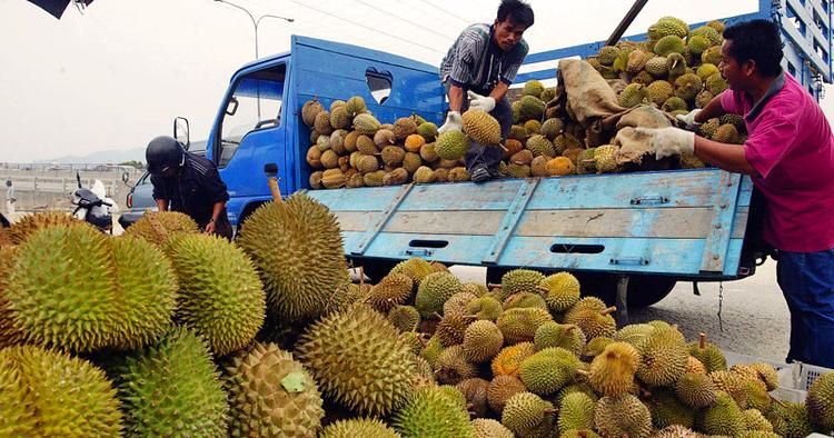 DELIKATESSE. Malaysia begyndte sidste år at eksportere durianfrugten til Kina, hvortil Thailand tidligere har haft monopol. 