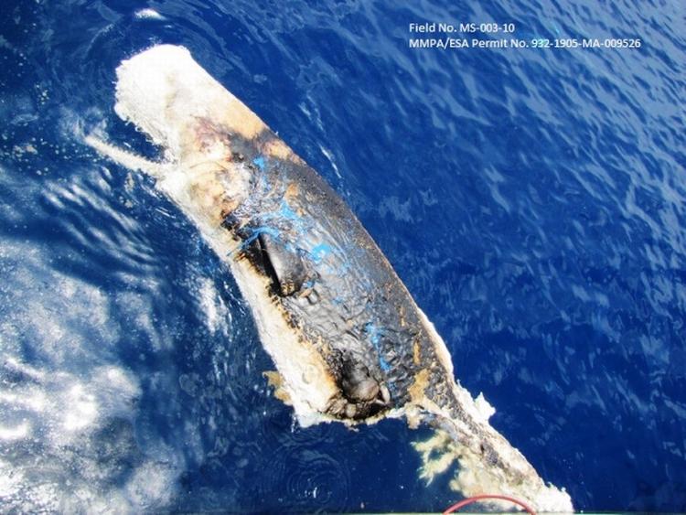 HVALFUND. Den døde hval blev fundet 120 kilometer fra BP's olieboring, der pumpede store mængder olie ud i Den Mexicanske Golf i sommeren 2010. 