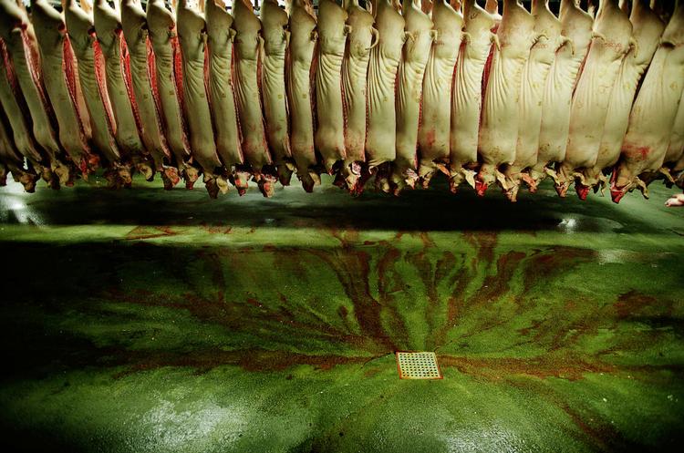 Slagtekæde. MRSA findes nu i alle led fra levende gris til færdigpakkede koteletter.  Arkivfoto: Jan Grarup 