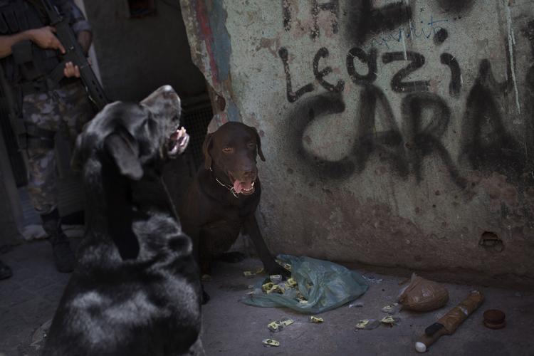 Vuf. Den skal bare holde sig væk. Og dø, mener narkobaronerne i Rio de Janeiro. Det fremgår ikke dog ikke af billedbureauet AP, om det er 'Boss' på billedet her. 