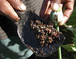 NARKOPRODUKTION. En landsbyfarmer indsamler opium fra en valmue i Den Gyldne Trekant. 