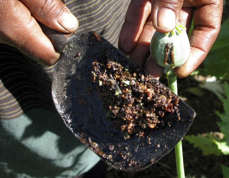 NARKOPRODUKTION. En landsbyfarmer indsamler opium fra en valmue i Den Gyldne Trekant. 