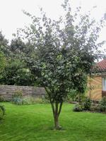 lolbesk_ring_03-11-2012_TUFBDUB.jpg