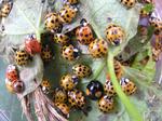 Harlekinmariehønsene kan forekomme fredelige, men i større mængder kan insektet skabe problemer som lugtgener, tilsmudsning af inventar og allergiske reaktioner. 