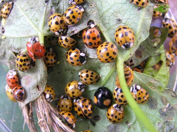 Harlekinmariehønsene kan forekomme fredelige, men i større mængder kan insektet skabe problemer som lugtgener, tilsmudsning af inventar og allergiske reaktioner. 