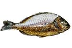 spisfiskstor_11-11-2012_03FCV7F.jpg