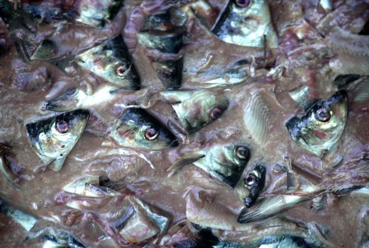 Fiskeolie har mange gode egenskaber. Evnen til at få kræftsvulster til at mindskes, synes at være én af dem. 