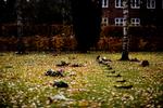 FÆLLESGRAV. På Birkelunden kirkegård på Frederiksberg ligger urnegravstederne på række her på de ukendtes grav. 