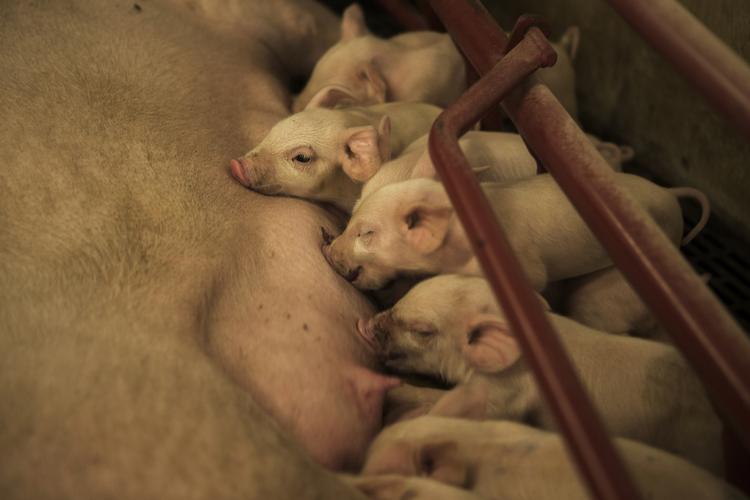 ØF. Danske forskere har sammensat samtlig byggesten i grisens arvemateriale. 