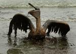 Gulf Oil Spill Dead At Last