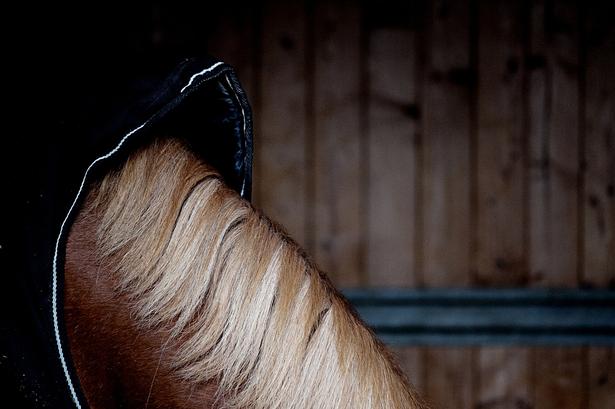 Fotosiden: Slut med politiheste
