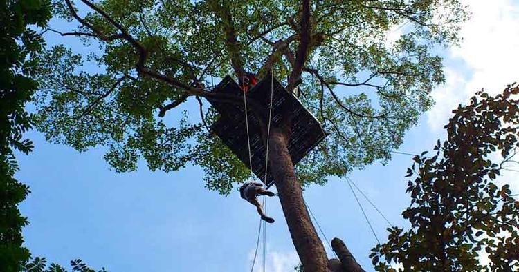 Mavesug. I Chiang Mai kan man blive sendt af sted hen over junglen eller fires ned fra en platform 40 meter oppe i et træ. 