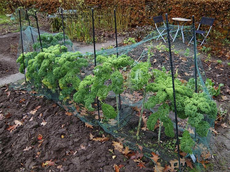 Grønt. Køkkenhave med grønkål. 