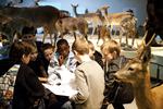 museumsbesøg. Der er stor forskel på, hvor mange der besøger naturhistoriske museer alt efter om man spørger Dansk Statistik eller Kultuministeriet. 