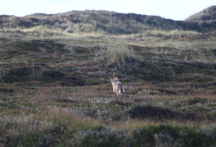 ULV. Flere naturinteresserede har set dyret, der ligner en ulv. 