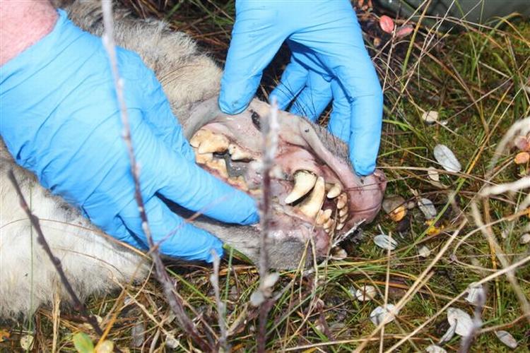 Fundet. I adskillige uger har dette dyr været eftersøgt. Nu er spørgsmålet, om det er en ulv eller en hund. 