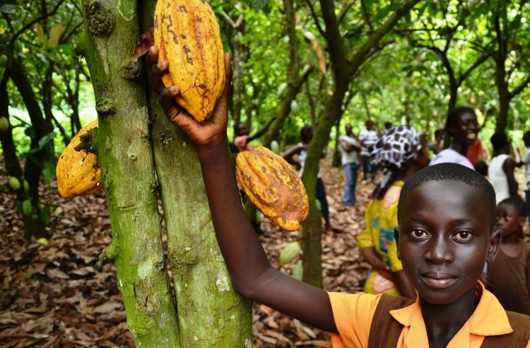 KAKAOPRODUKTION. Chokoladeproducenter er i årevis blevet beskyldt for at benytte børnearbejde. Arbejdet med kakaobælgfrugterne, som ses på billedet, kan involvere macheter og giftige sprøjtemidler. Danske Toms har taget kampen mod børnearbejde op. 