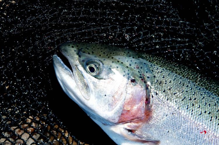 Sundt. Fiskeolie indeholder flerumættede omega 3-fedtsyrer, som har været tillagt en positiv effekt på hjertet. 