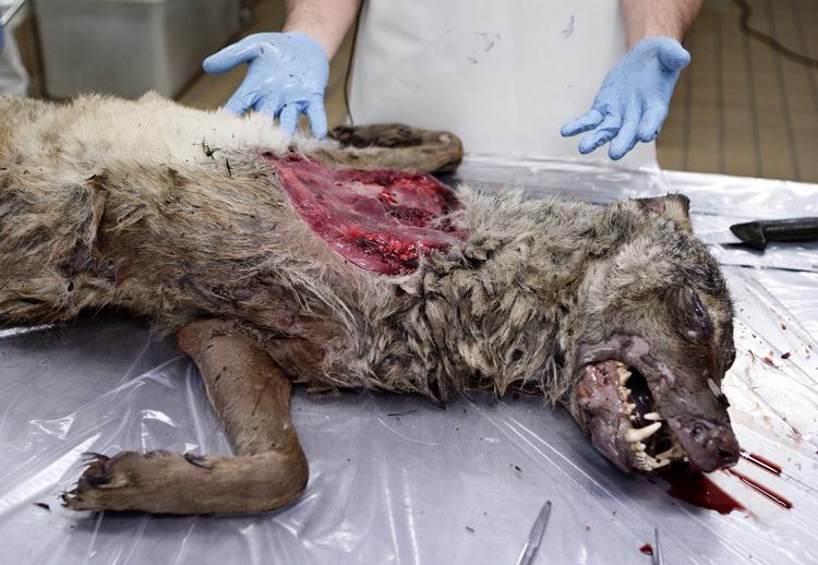 Rovdyr. Det ulvelignende dyr fra Thy blev obduceret i dag. Dyret vejede 34,6 kilo og var 145 centimer lang. 