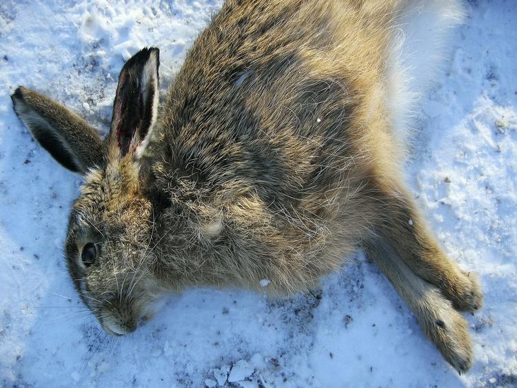 smittebærer. Det er en død hare, som blev fundet nær Saltbæk Vig i Vestsjælland, der var smittet med harepest. 