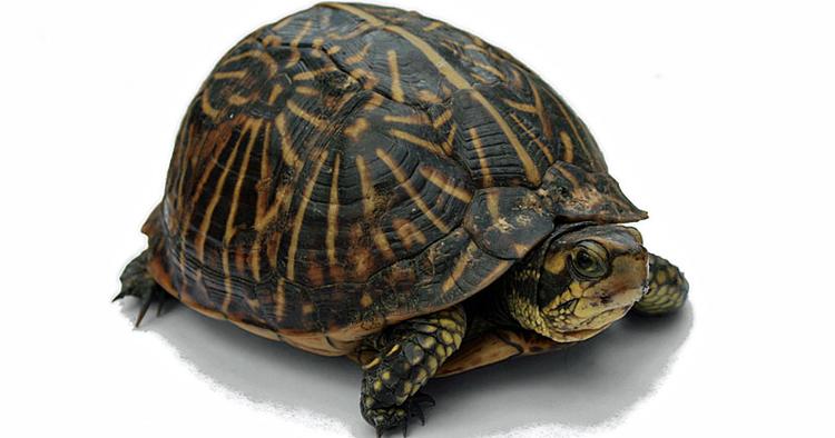 OBSKUR. Hotelgæster og passagerer glemmer nogle sære ting af og til. Blandt andet en levende skildpadde. 