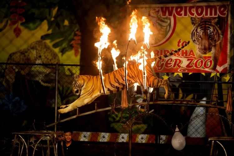 Sriracha Tiger Zoo ligger knap to timers kørsel fra Bangkok i Thailand. De næsten 200 tigre er her for at underkaste sig menneskets luner. 