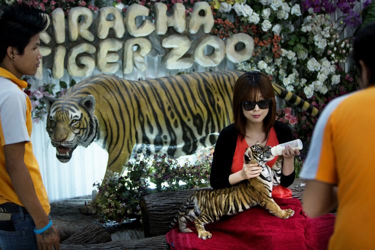 Her kan man blive fotograferet med en tigerunge. Den er hundesulten og sutter ivrigt, inden den bliver smidt tilbage i buret. 