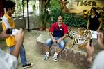 Man kan også betale for fotos med en voksen tiger. Den er dopet, så den ikke følger sine naturlige instinkter. 