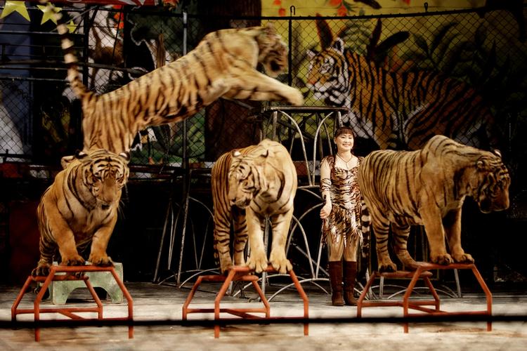 Men ngo’er som Verdensnaturfonden mener, at showet og tigerzoo’en fremmer illegal handel med truede dyr. 