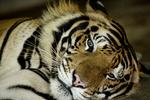 Der er kun 3.200 tigre tilbage i verden – det er tre procent af antallet for 100 år siden 