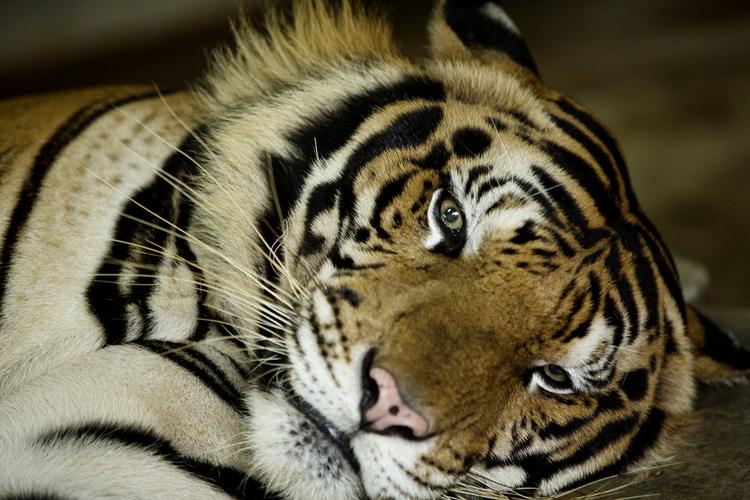 Der er kun 3.200 tigre tilbage i verden – det er tre procent af antallet for 100 år siden 