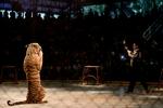 tæmmet. I Sriracha Tiger Zoo i Thailand optræder tigre for et begejstret publikum. 