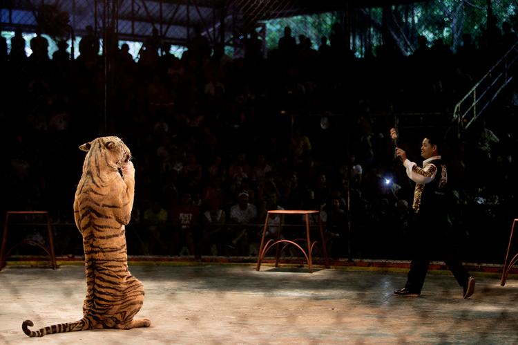 tæmmet. I Sriracha Tiger Zoo i Thailand optræder tigre for et begejstret publikum. 