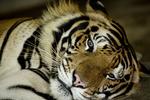 fanget. Der lever færre end 300 tigre i det fri i Thailand ifølge Verdensnaturfonden WWF. Denne her lever under usle forhold i Sriacha Tiger Zoo i Bangkok. 
