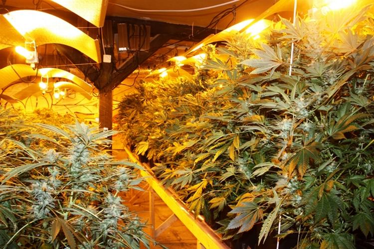 DRIVHUS. Politiets fotos af skunkdyrkningen på Amager. 